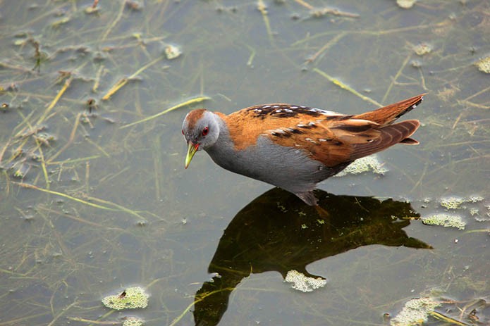 menorca_walking_birds_polluela_bastarda_little_crake_porzana parva